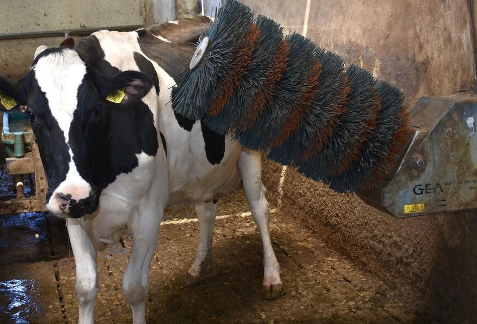 Dlaczego krowy potrzebują szczotek i czochradeł w oborze?