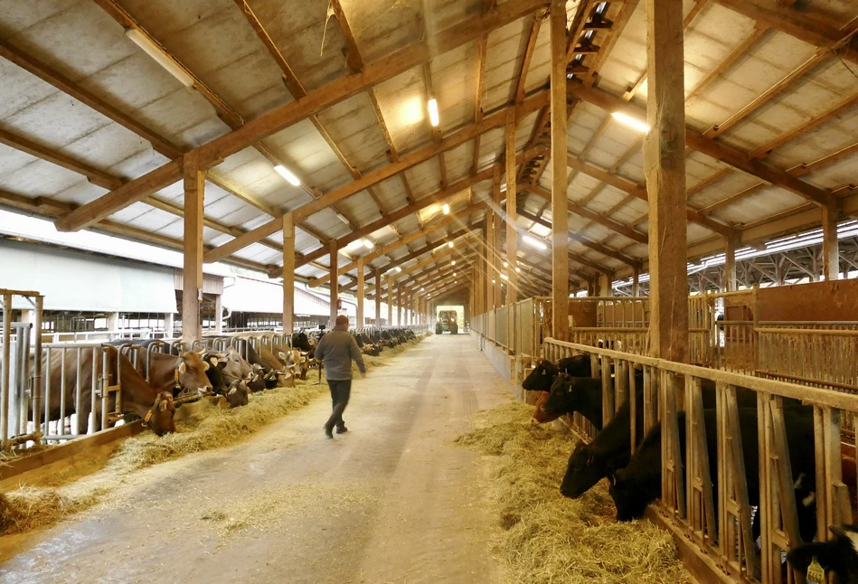 Krowy produkują nawet 10% mniej mleka w krótkie dni. Jak zredukować straty?