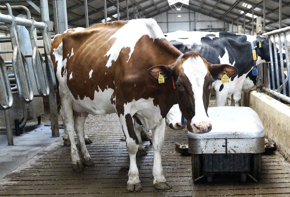 Jakie prognozy dla europejskiej produkcji mleka?