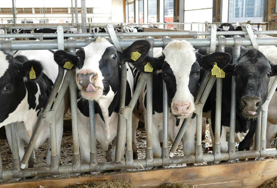 Jak odpowiednim żywieniem ograniczyć emisję metanu przez krowy?
