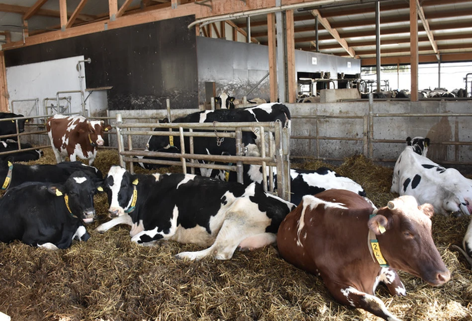 Kto powinien leczyć krowę - lekarz weterynarii czy rolnik?
