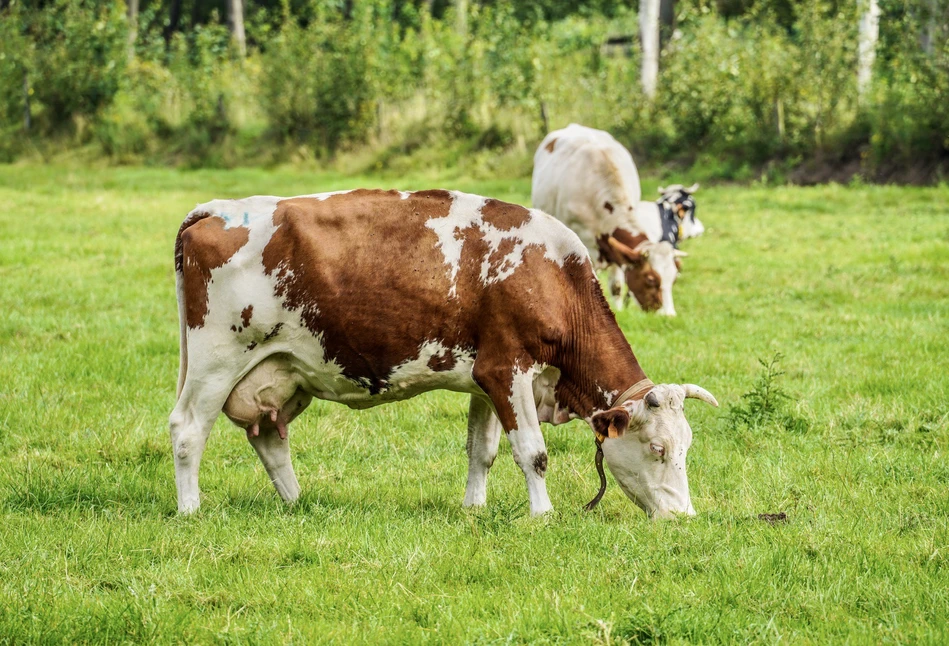Niemcy: produkcja mleka bez GMO jest już standardem