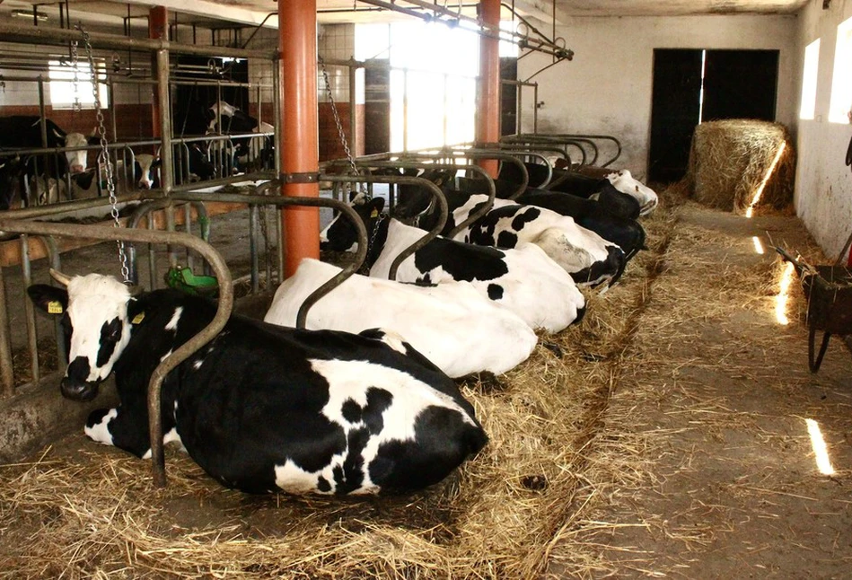Zmęczone krowy wolą odpoczywać niż jeść