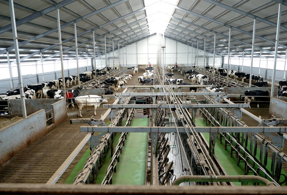 Dziś wyzwaniem w hodowli bydła mlecznego jest komfort, zdrowie i długowieczność
