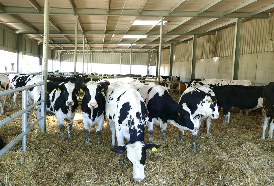 Czy podatność krów na ketozę może być dziedziczna?
