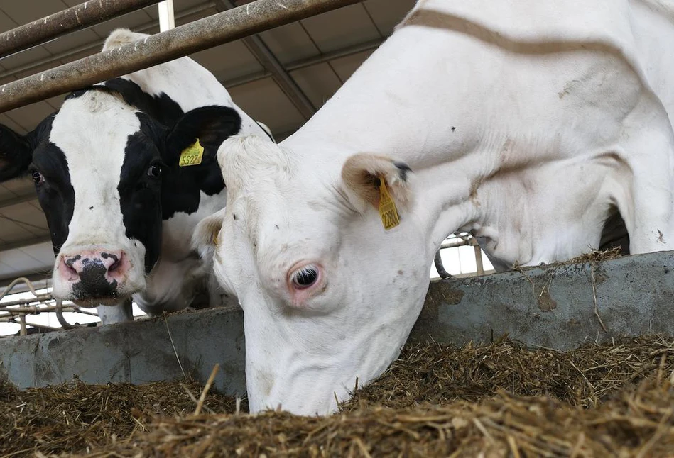 Krótkie czy długie zasuszanie jest lepsze dla zdrowia krowy?