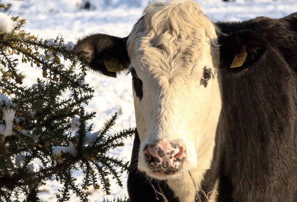 Krowy wolą zimne pory roku