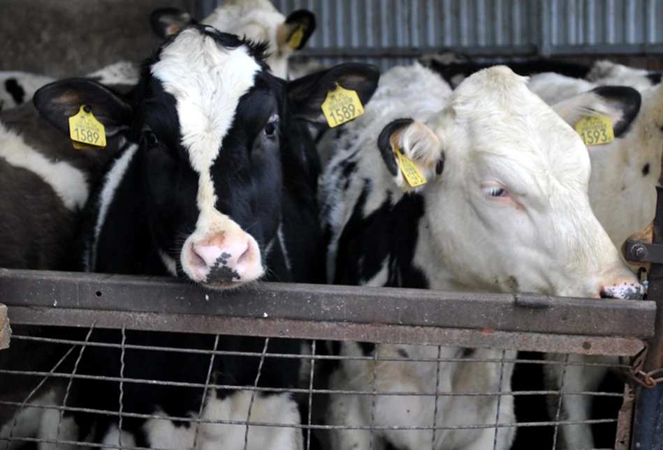 Ubezpieczenie krów od stresu cieplnego?