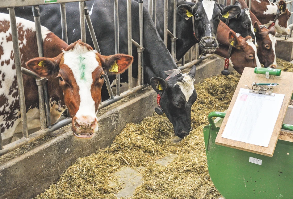 Uważaj na kiszonki z traw w żywieniu krów mlecznych!