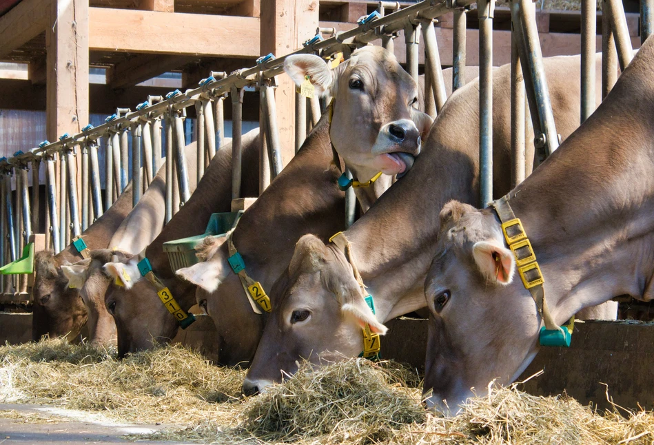 Krowy na diecie wodorostowej?