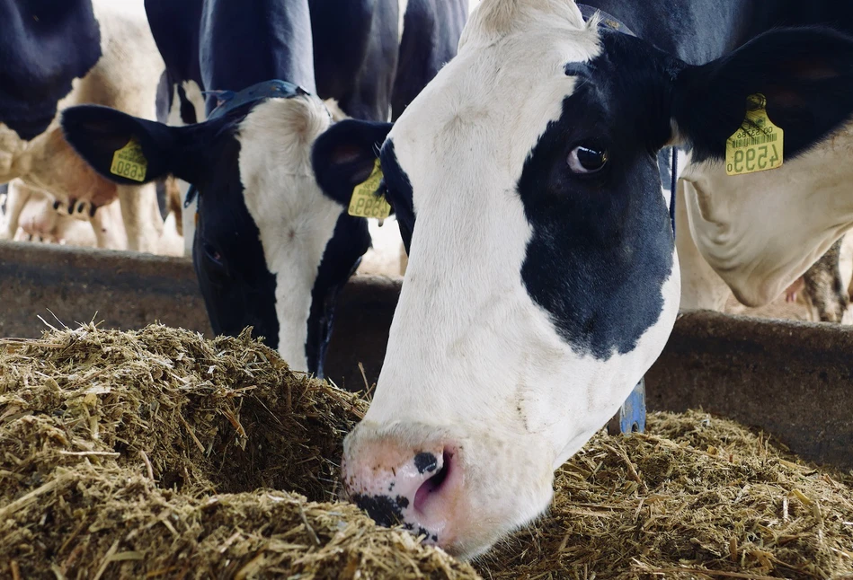 Czy krowy potrzebują nieustannego dostępu do paszy?