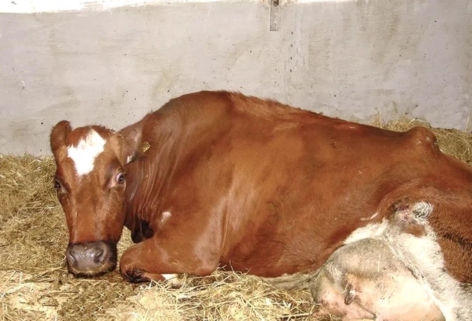 Kiedy poddać krowę eutanazji?