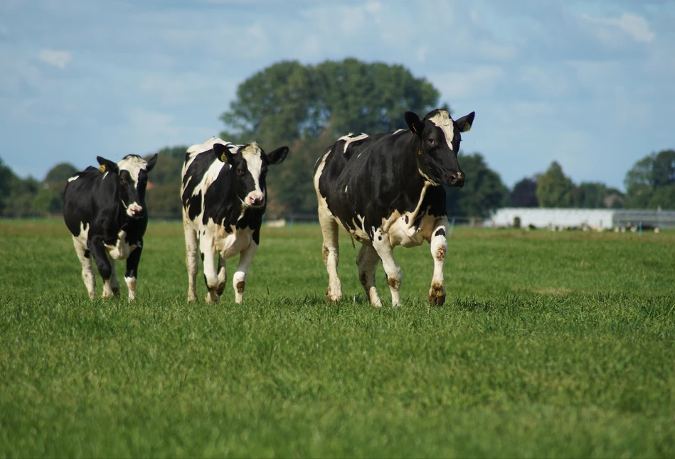 „Mleko antibiotic-free” -  kolejne wyzwanie dla hodowców i producentów mleka