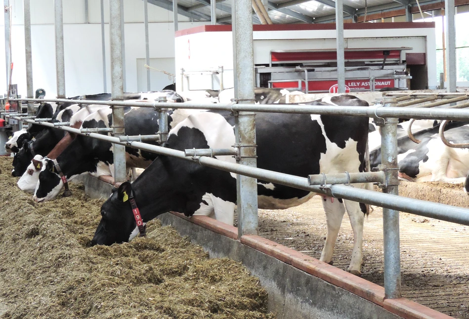 Czy obora z dojem automatycznym zwiększa dobrostan krów?