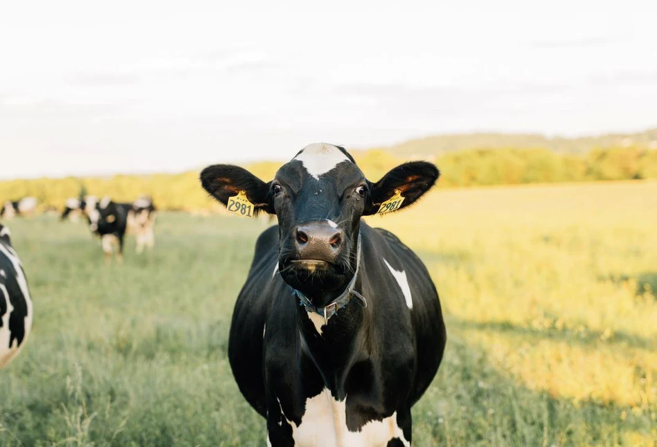 W USA spada popyt na nasienie buhajów ras mlecznych