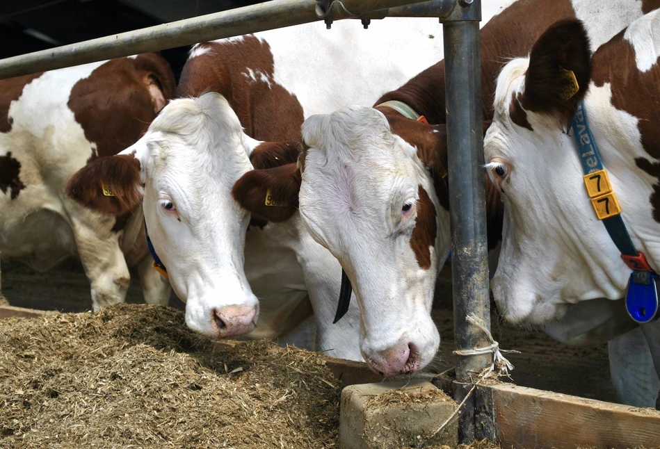 Otłuszczenie u krów – początek błędnego koła
