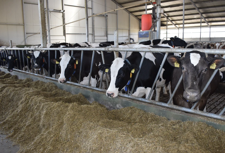 Żywienie krów: czy można zredukować ilość niedojadów do zera?
