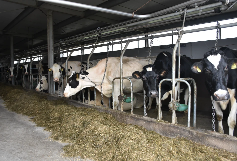 Z Danii znikną obory uwięziowe. Rząd zakazał trzymania krów na uwięzi