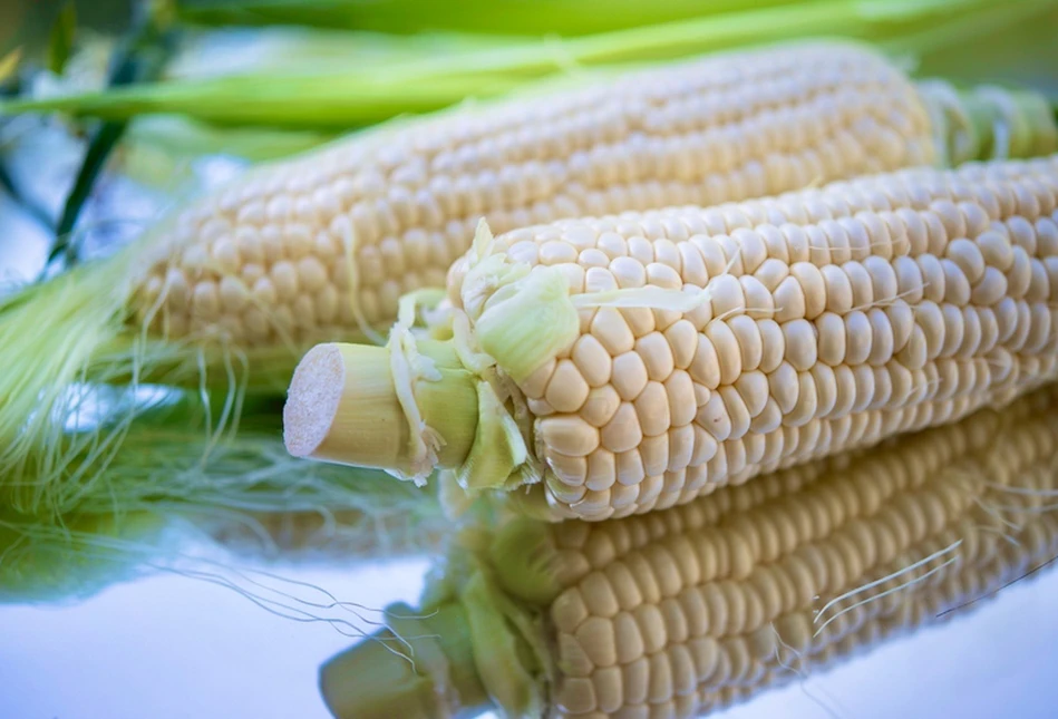 Żywość GMO: czy faktycznie jest się czego obawiać?