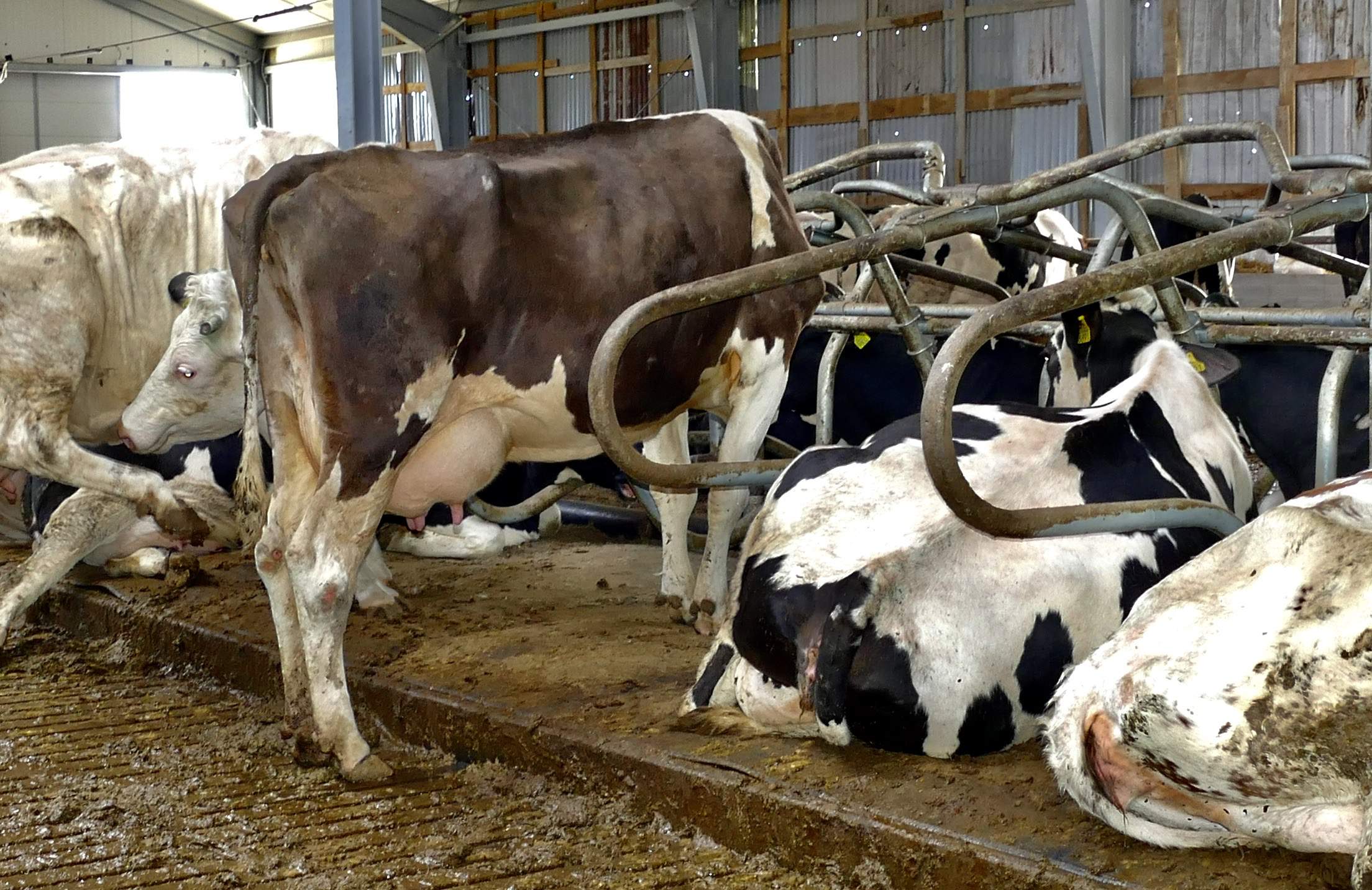 Materace wodne dostosowują się do kształtu ciała krowy, eliminując ryzyko powstawania odleżyn