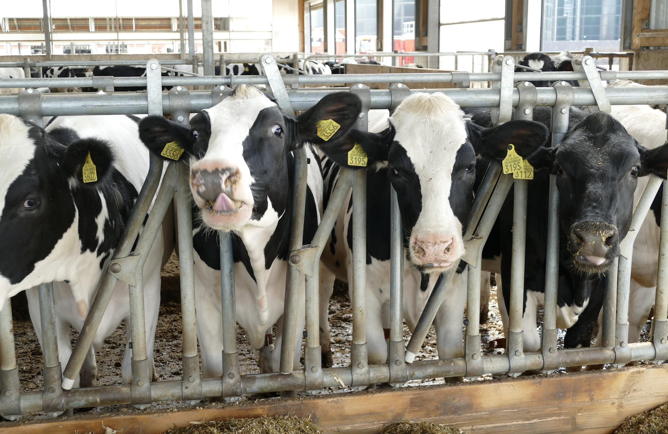 -  Wbrew pozorom, krowy nie produkują najwięcej metanu w przeliczeniu na kilogram masy ciała - bo tylko 0,46 litra . Zdecydowanie więcej produkuje owca - 0,75 litra 