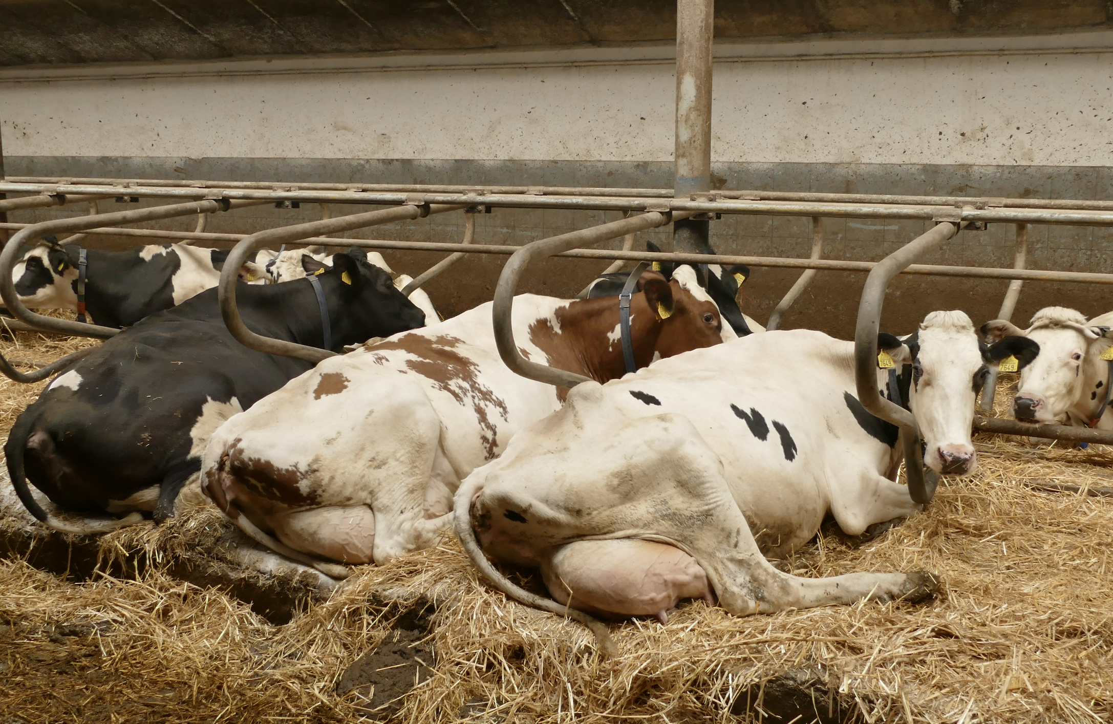 Krowa o masie ciała wynoszącej 500 kg,  pobierająca  18 kg suchej masy dziennie i produkująca ok. 30 kg mleka  wydala 500 l metanu dziennie. 